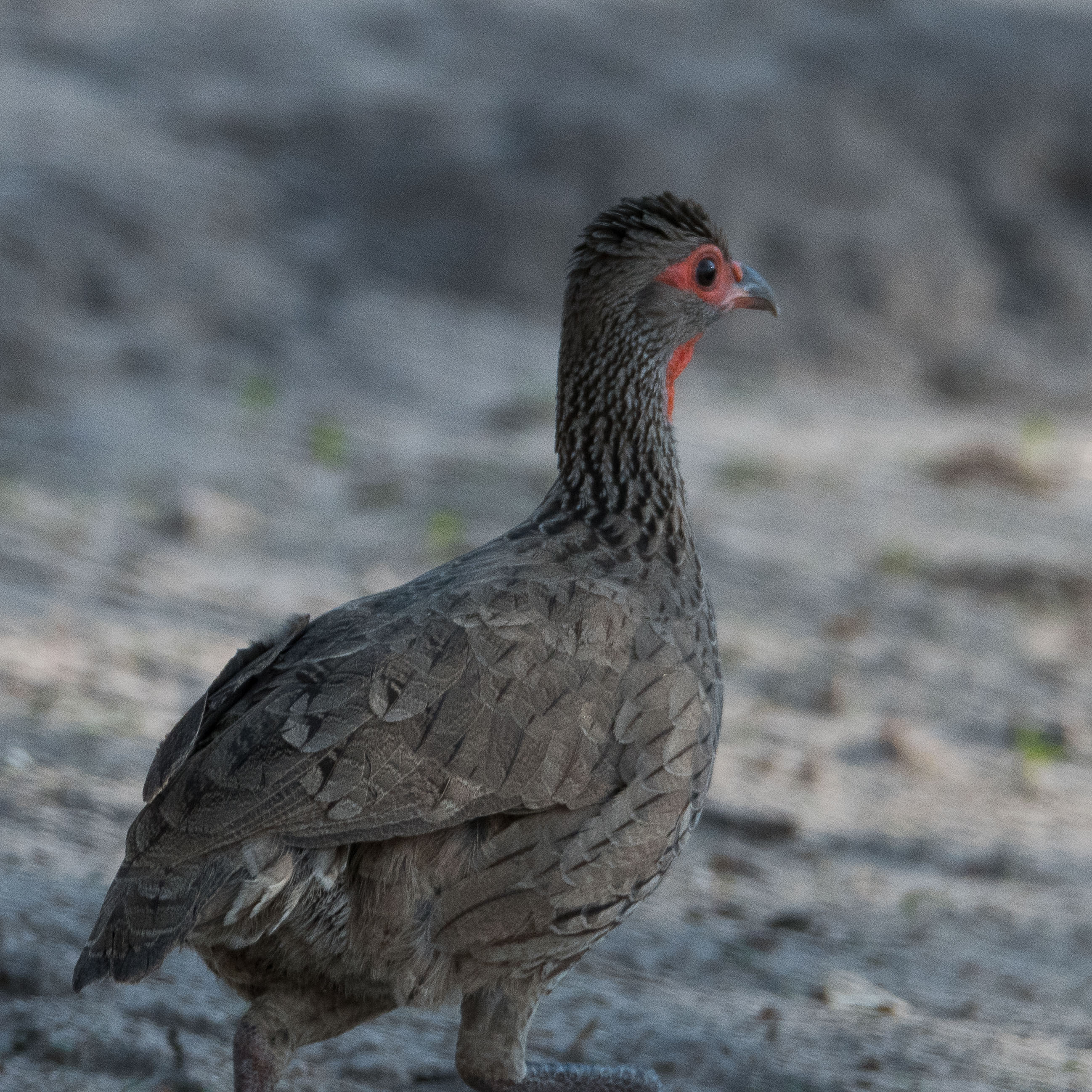 Francolin de Swainson adulte (Swainson's spurfowl, Pternistis swainsonii), Chobe National park, Botswana.